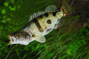 Kineski smuđ ili aucha Kineski smuđ ili aucha